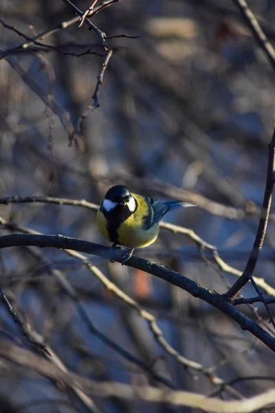 Oiseau Assis Sur Une Branche Arbre — Photo