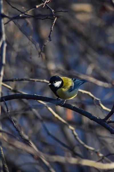 Bird Sits Tree Branch — Stock Photo, Image