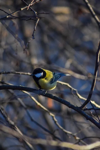 Bird Sits Tree Branch — Stock Photo, Image