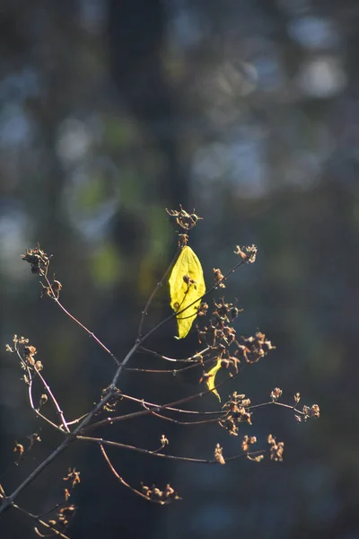 Rzadkie Liście Drzewie Jesienią — Zdjęcie stockowe