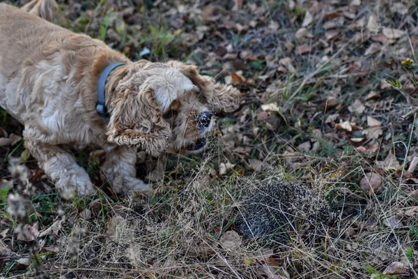 Cane Abbaia Riccio Foresta — Foto Stock