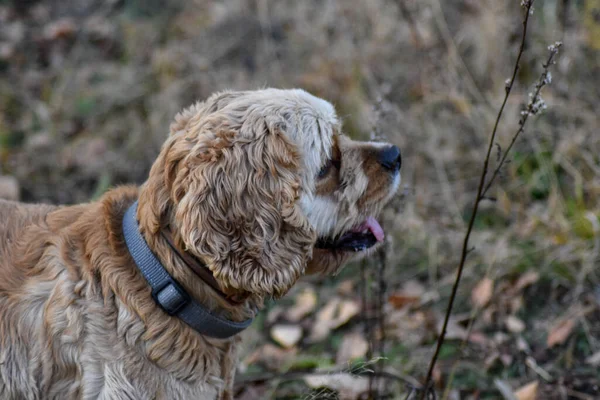 Cane Abbaia Riccio Foresta — Foto Stock