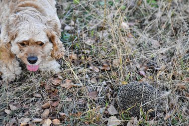 Köpek ormanda kirpiye havlar.
