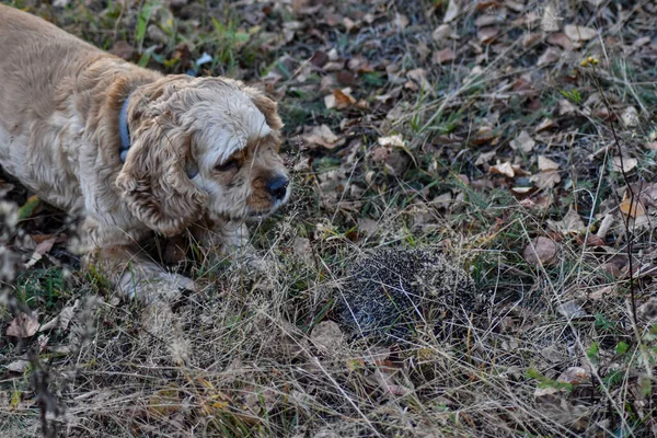 Σκύλος Γαβγίζει Στον Σκαντζόχοιρο Στο Δάσος — Φωτογραφία Αρχείου