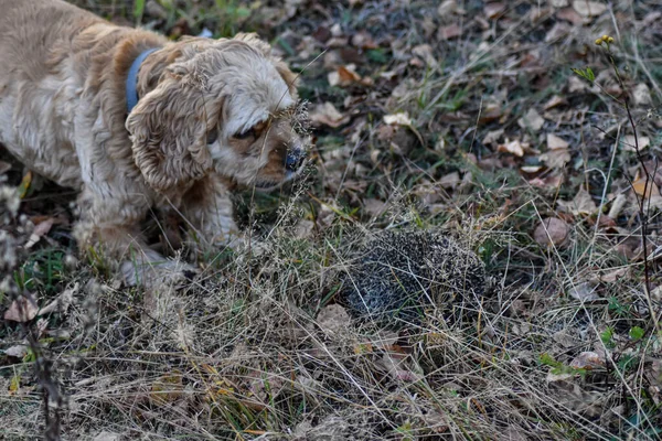 Hund Bellt Igel Wald — Stockfoto