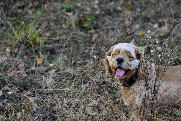 Σκύλος Γαβγίζει Στον Σκαντζόχοιρο Στο Δάσος — Φωτογραφία Αρχείου