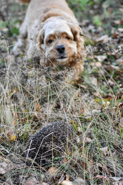 Hund Skäller Igelkott Skogen — Stockfoto