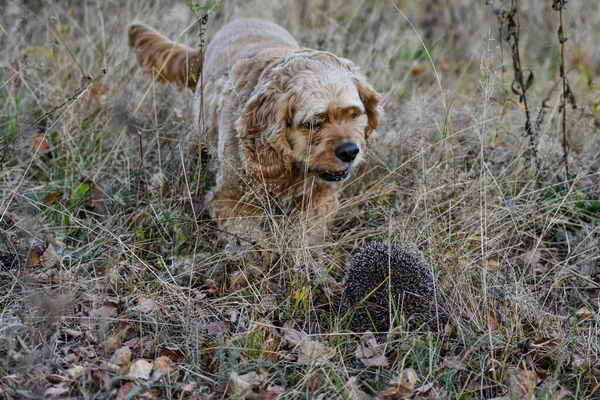 Dog Barks Hedgehog Forest — Stock Photo, Image