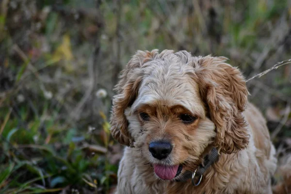 Cascas Cão Ouriço Floresta — Fotografia de Stock