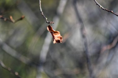 Güneşli bir günde ağaç dalları