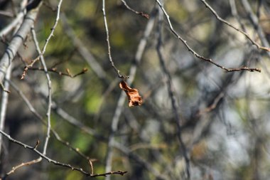 Güneşli bir günde ağaç dalları
