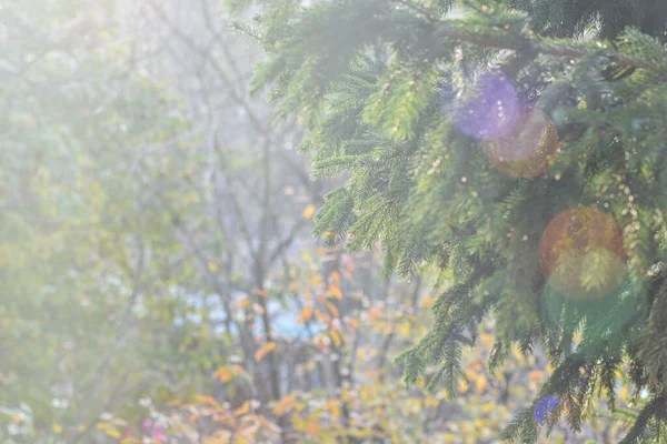 Güneşli Bir Günde Ağaç Dalları — Stok fotoğraf