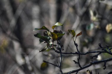 Güneşli bir günde ağaç dalları
