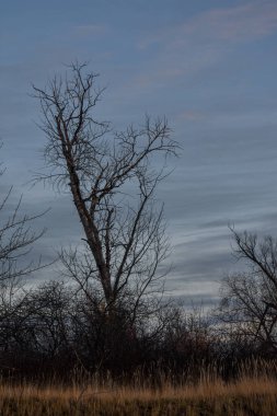 ağaçların yaprakları sonbaharda olmadan