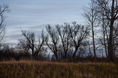 ağaçların yaprakları sonbaharda olmadan