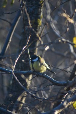 Kuş ağaçta oturur.