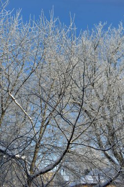 Kışın donan ağaç dalları