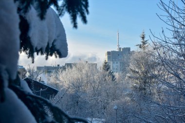 Kışın donan ağaç dalları