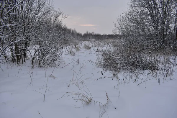 Kışın Karlı Bir Tarlada Gün Batımı — Stok fotoğraf