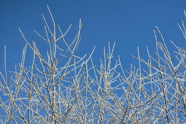 Větve Stromů Zamrzlé Zimě — Stock fotografie