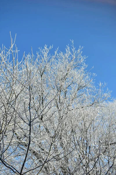 Rami Albero Congelati Inverno — Foto Stock