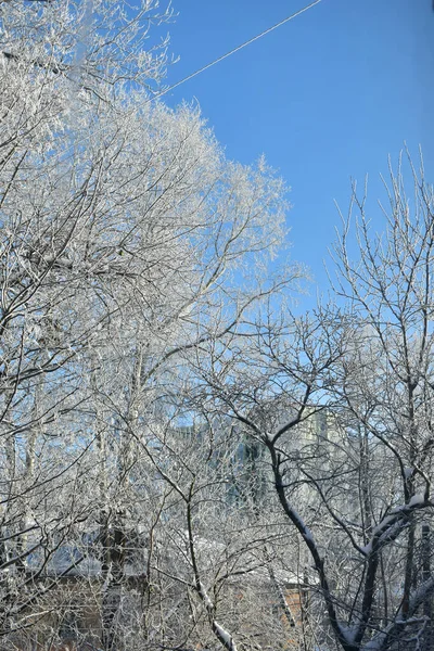 Rami Albero Congelati Inverno — Foto Stock