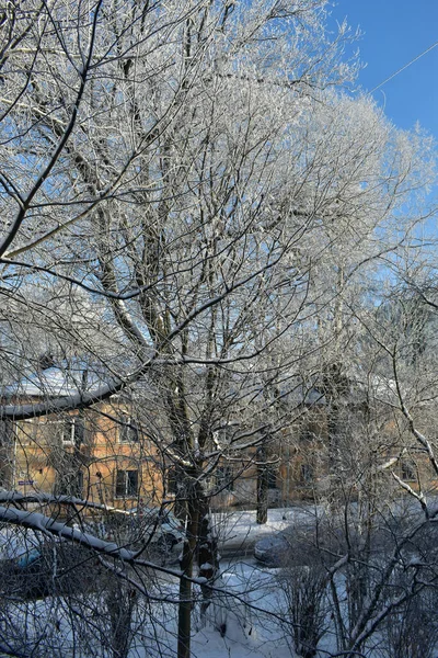 Ramas Árboles Congeladas Invierno — Foto de Stock