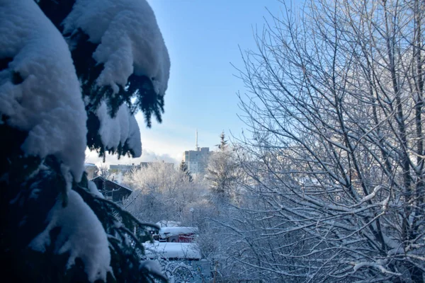 Télen Fagyott Faágak — Stock Fotó