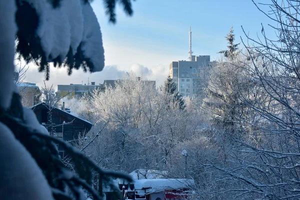 Télen Fagyott Faágak — Stock Fotó