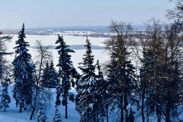 冬のヴォルガ川沿いの木 — ストック写真