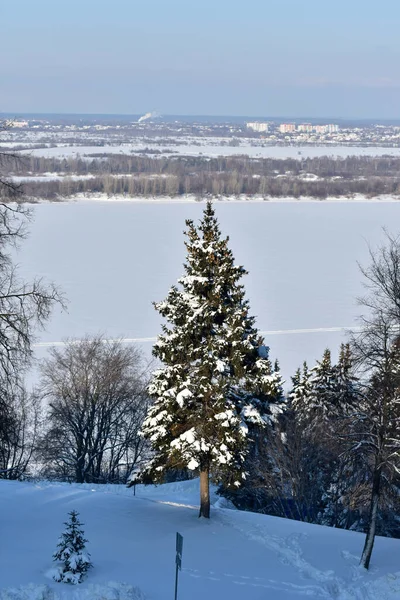 Árvores Nas Margens Volga Inverno — Fotografia de Stock