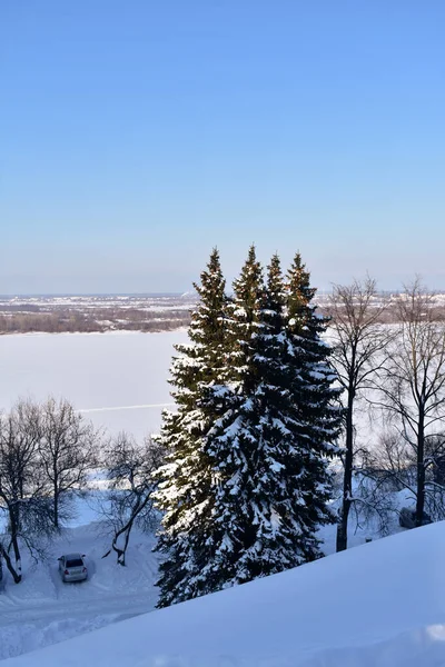 겨울에 의나무들 — 스톡 사진
