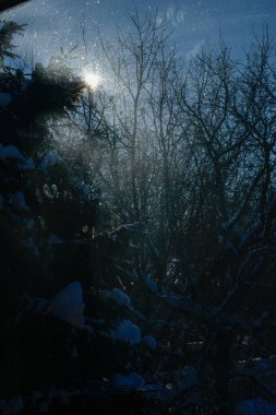 Kış ormanında gün batımı