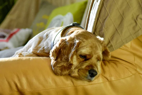 Portrait Dog Home — Stock Photo, Image