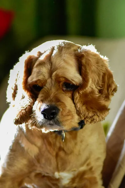 Portrait Dog Home — Stock Photo, Image