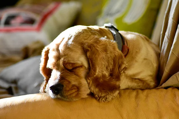 Portrait Dog Home — Stock Photo, Image