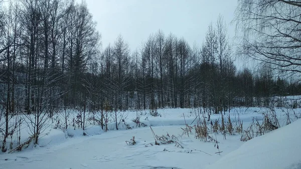 Лес Снегу Зимой — стоковое фото