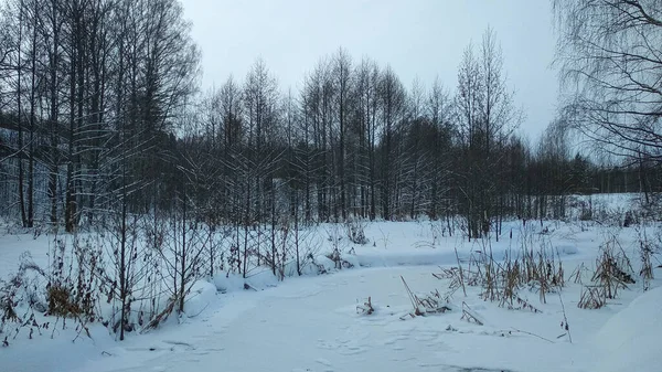 Skog Snön Vintern — Stockfoto