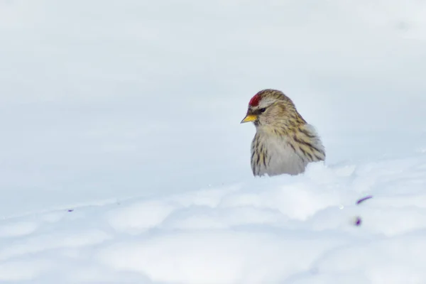 鳥は冬にフィーダーに飛び — ストック写真