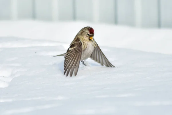 Oiseaux Volent Mangeoire Hiver — Photo