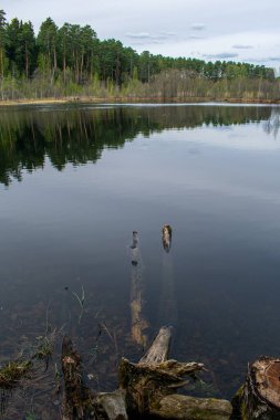 Yazın güzel ormancı gölü.