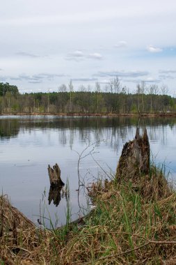 Yazın güzel ormancı gölü.