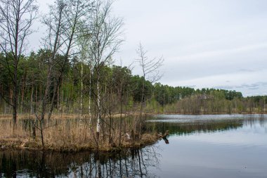 Yazın güzel ormancı gölü.