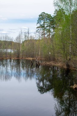 Yazın güzel ormancı gölü.