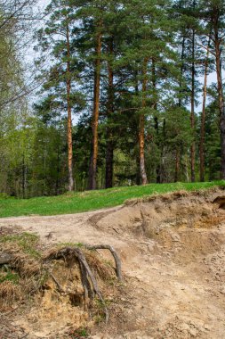 Güzel yeşil yaz ormanı