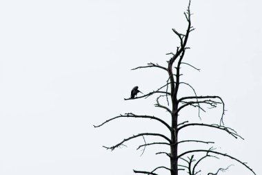 Bir kuş bir ağacın dallarında oturur.