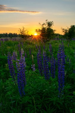 Yazın tarlada hoş ve güzel bir gün doğumu