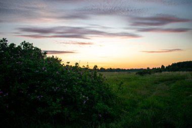 Yazın tarlada hoş ve güzel bir gün doğumu