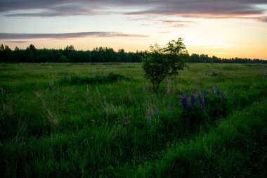 Yazın tarlada hoş ve güzel bir gün doğumu