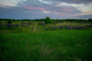 Yazın tarlada hoş ve güzel bir gün doğumu